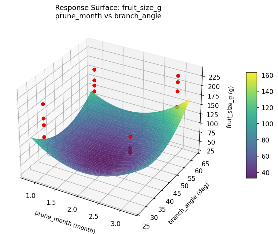 RSM surface: fruit size g prune month vs branch angle